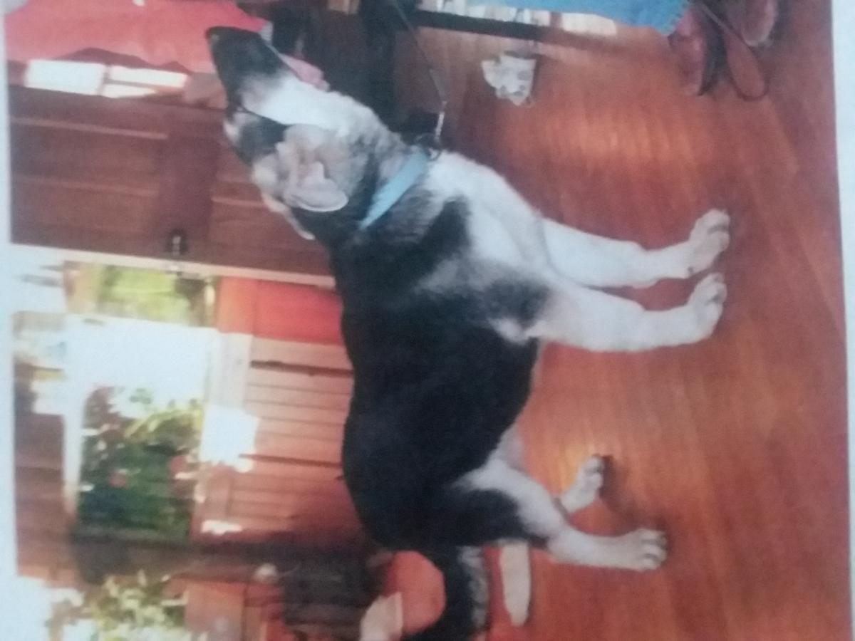 Image of Negra, Lost Dog
