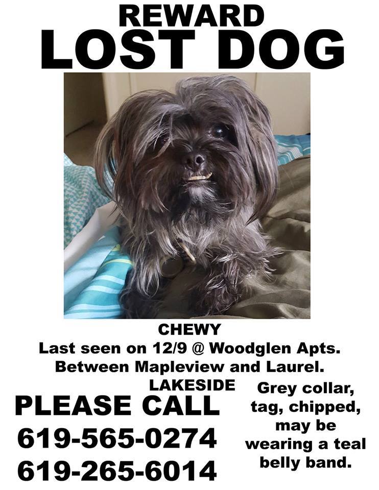 Image of Chewy/Chewbacca, Lost Dog
