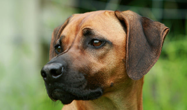 Image of Watson, Found Dog