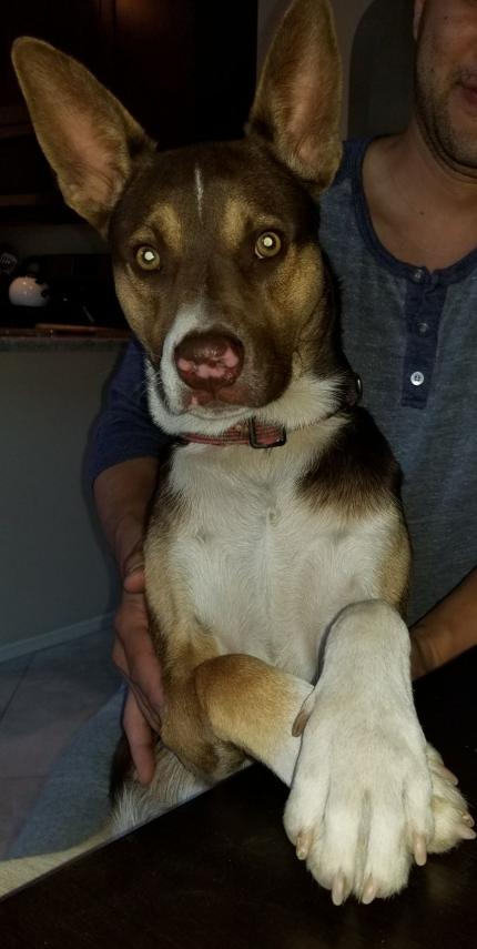 Image of Bodie, Lost Dog