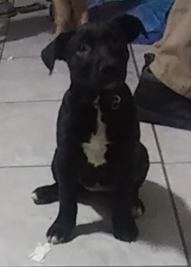 Image of Ember, Lost Dog