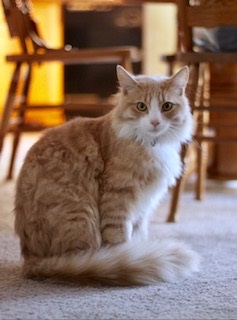 Image of Riley, Lost Cat