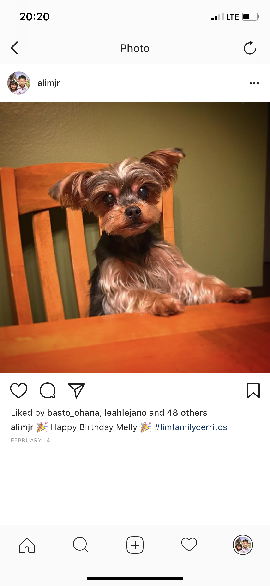 Image of Melly, Lost Dog