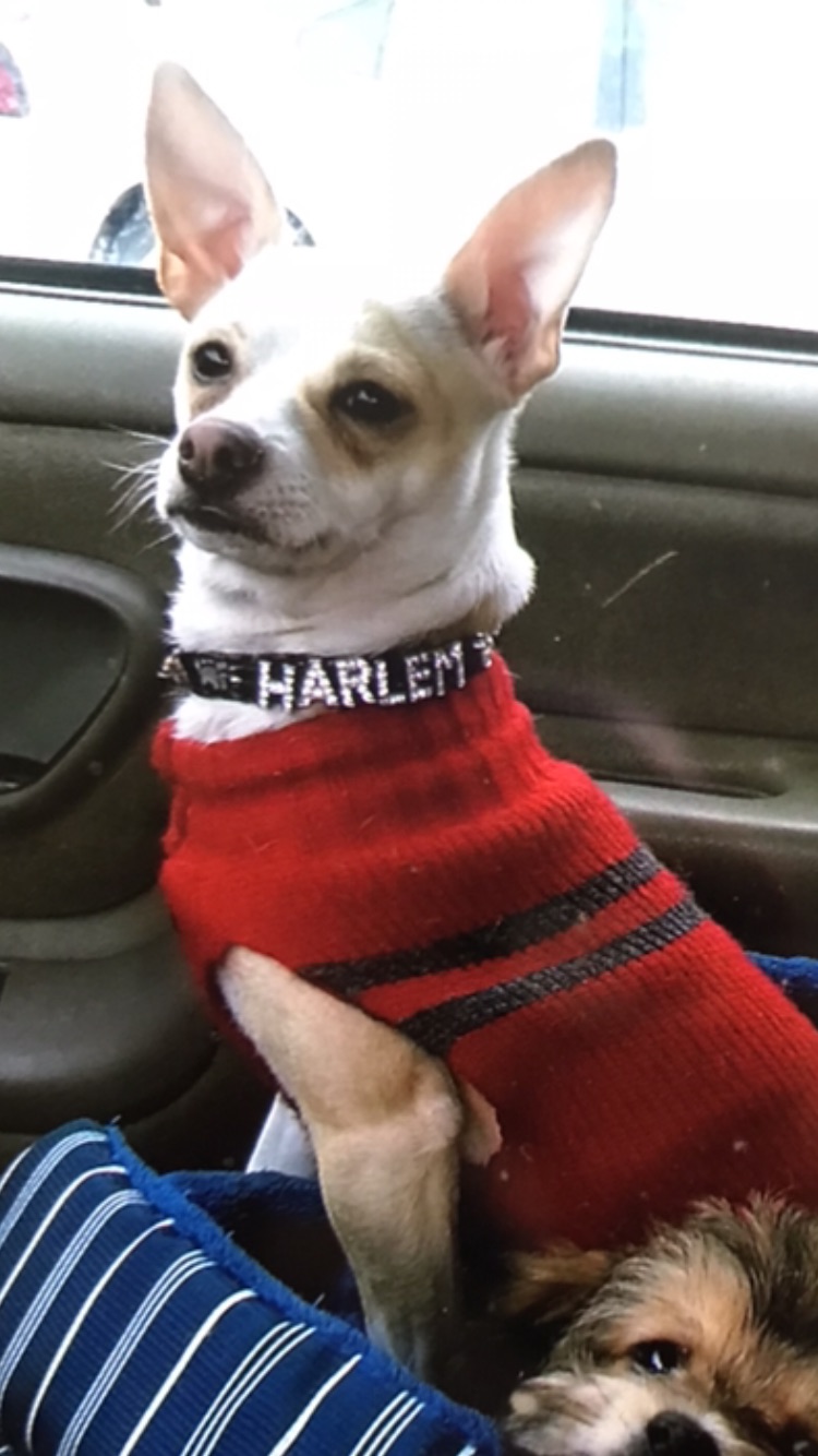 Image of Harlem, Lost Dog