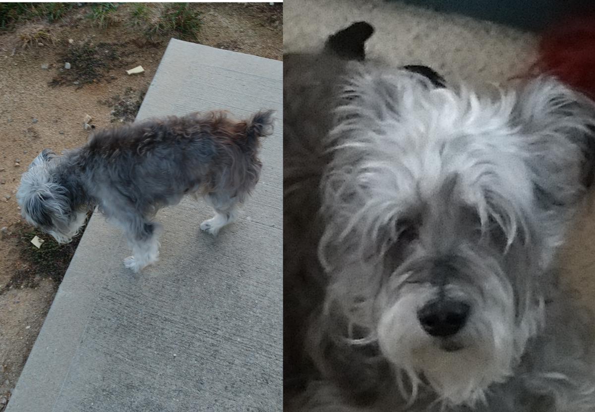Image of Snuffy, Lost Dog