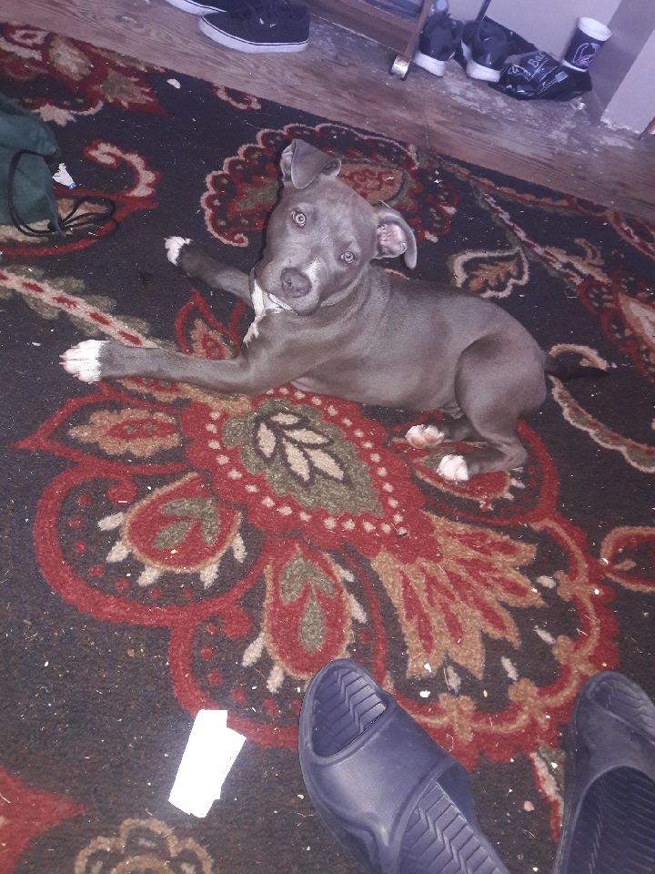 Image of Bluenose Pitbull GRACE , Lost Dog