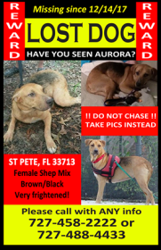 Image of Aurora, Lost Dog