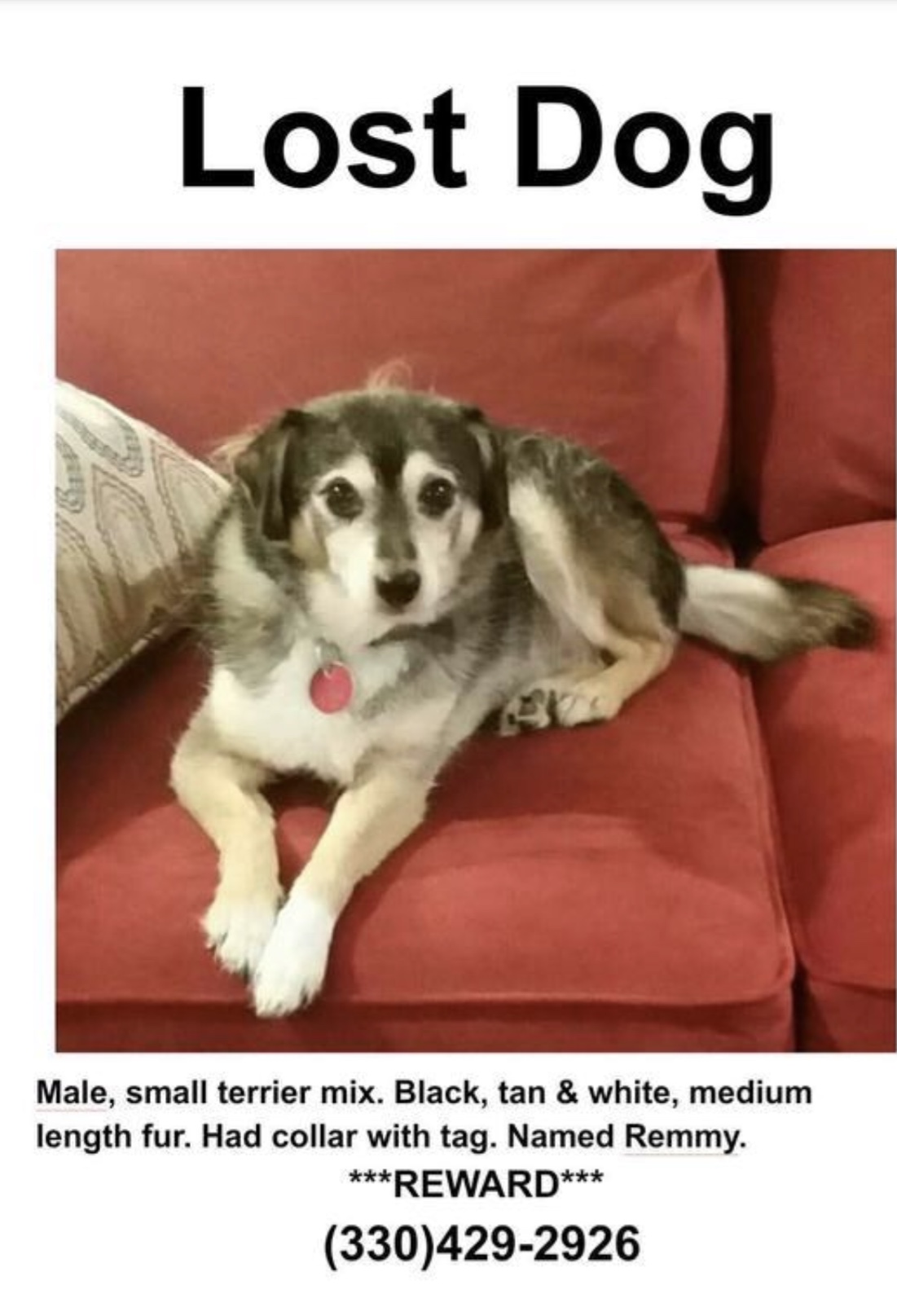 Image of Remmy, Lost Dog
