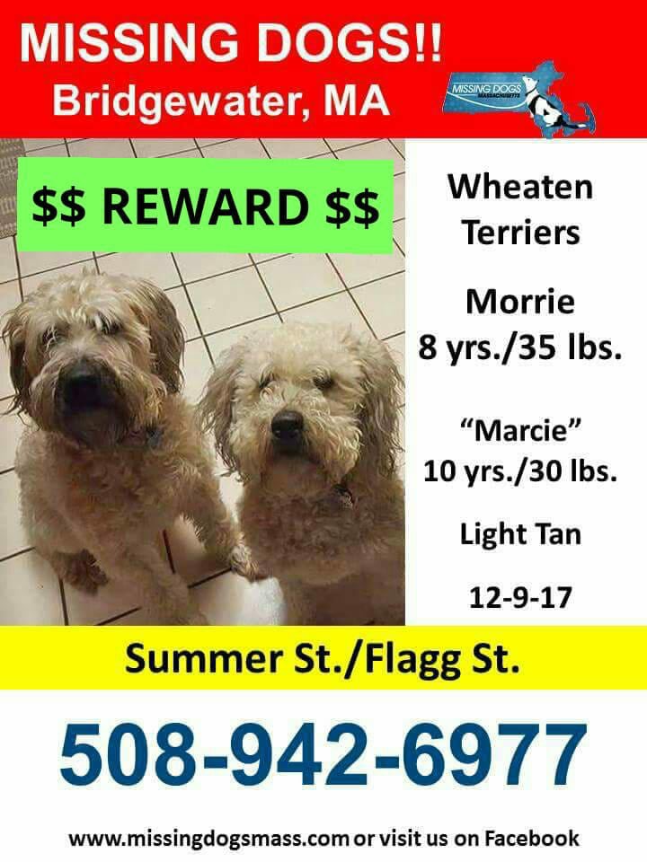 Image of Morris and Marcie, Lost Dog