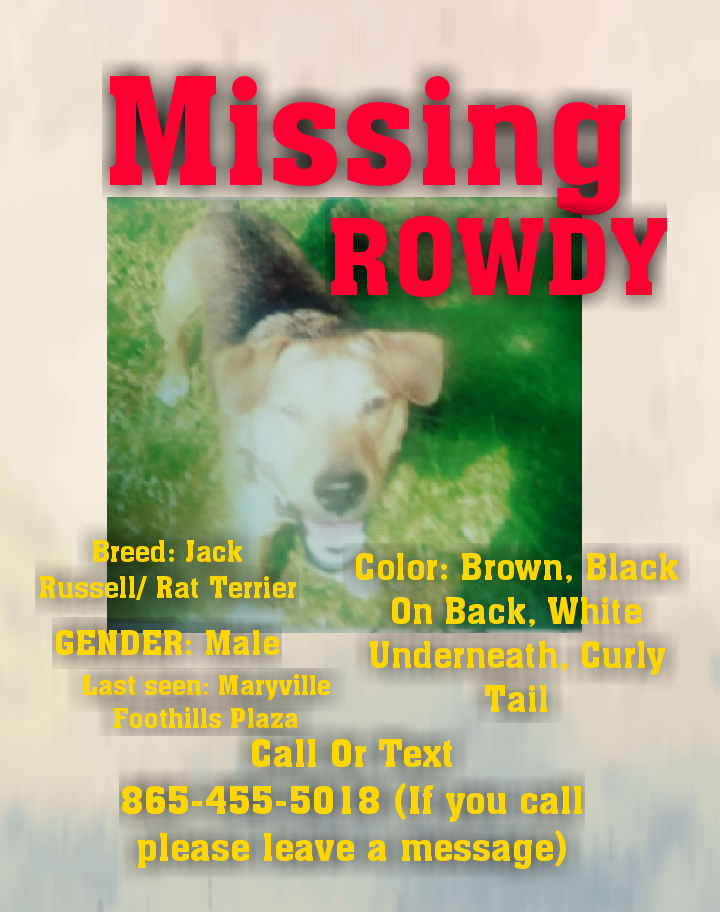 Image of Rowdy, Lost Dog