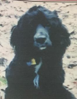Image of Schatzie, Lost Dog