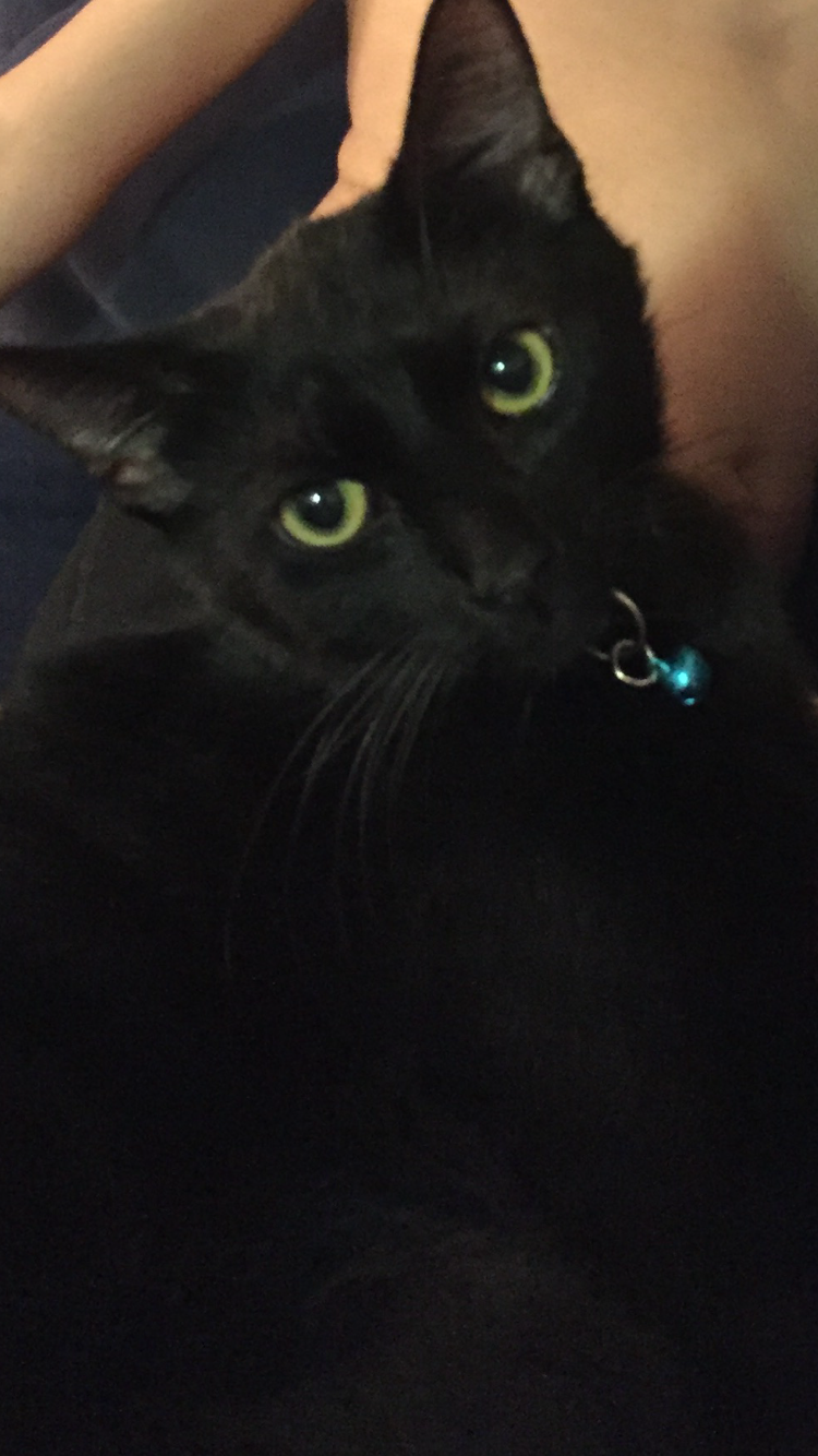 Image of Winston Salem, Lost Cat