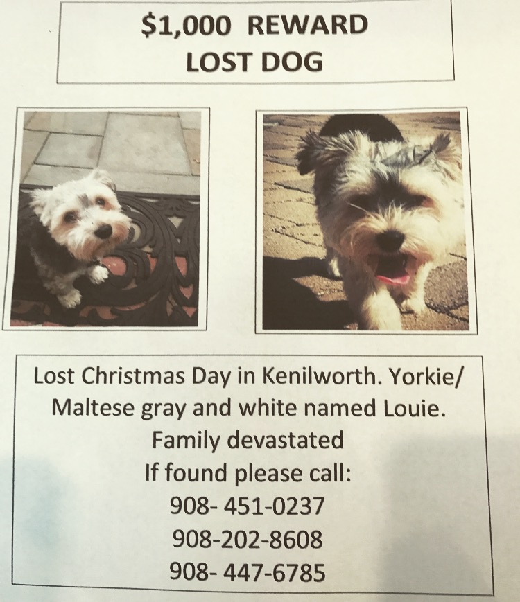 Image of Louis, Lost Dog