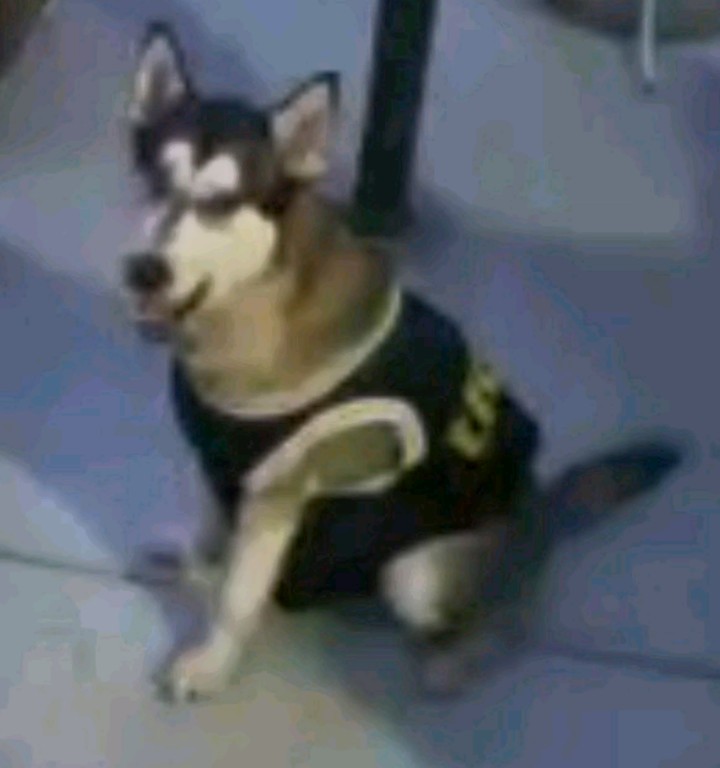 Image of Niko, Lost Dog