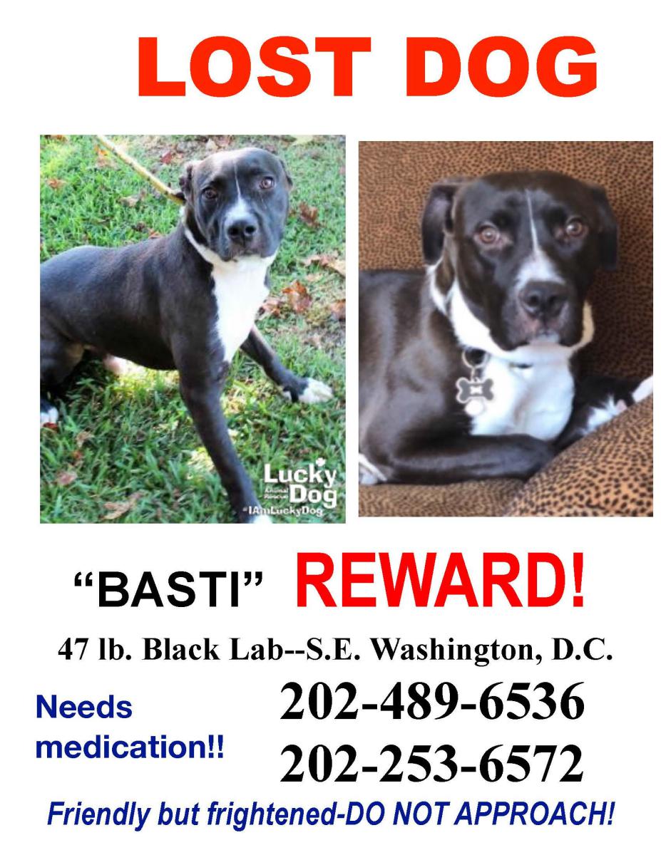 Image of Basti, Lost Dog