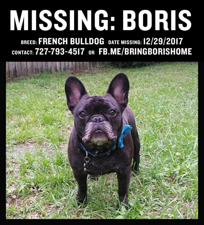 Image of Boris, Lost Dog
