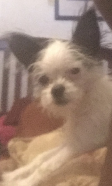 Image of Puffy, Lost Dog