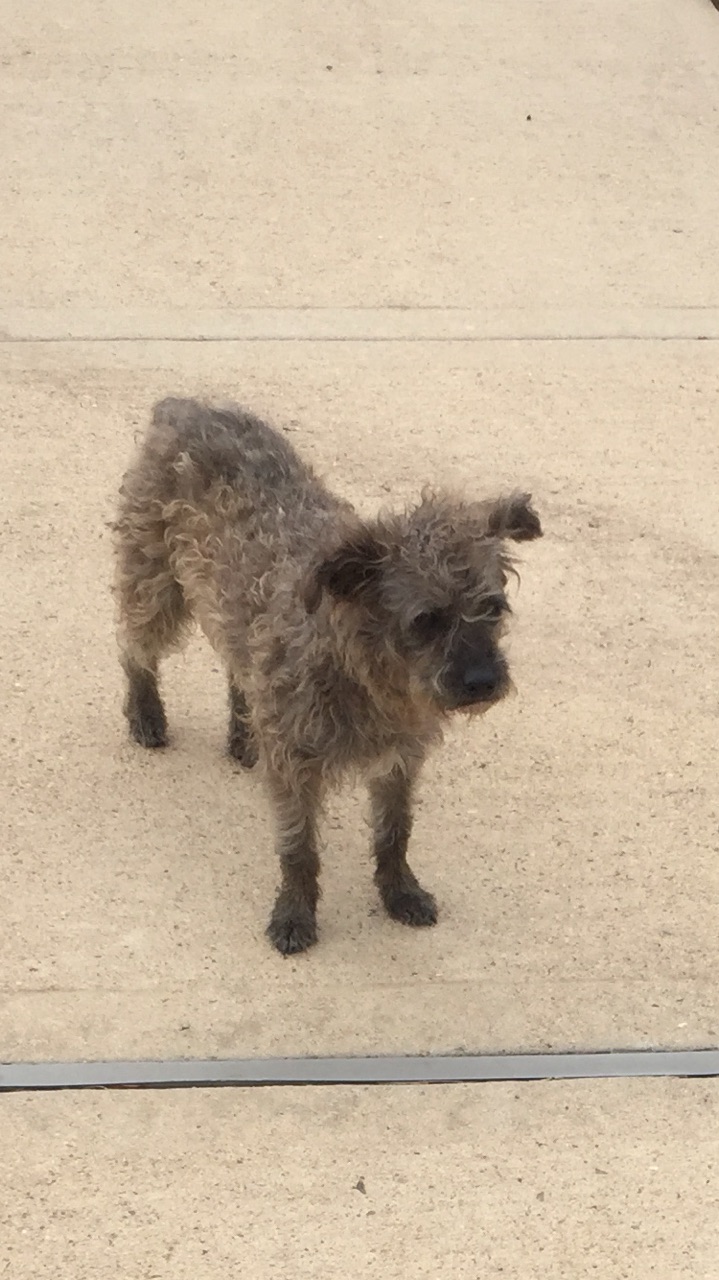 Image of unknown, Lost Dog