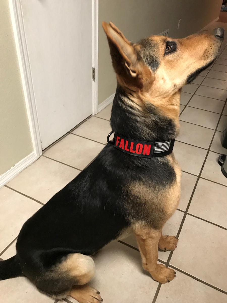 Image of Fallon, Lost Dog