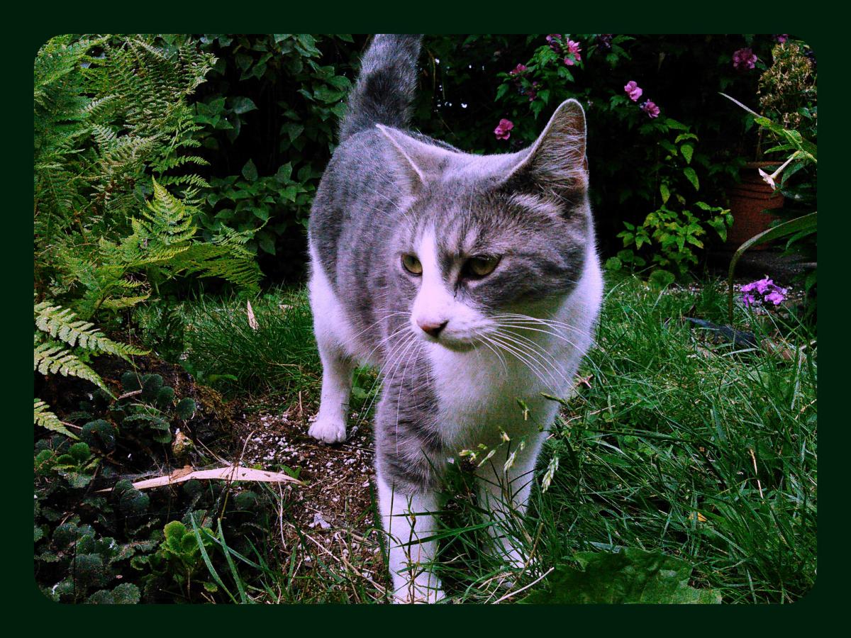 Image of Essie, Lost Cat