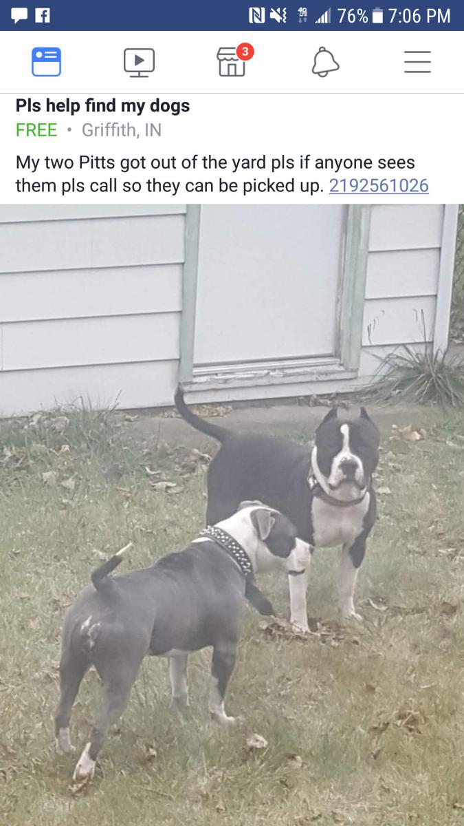 Image of ZEIKO AND LUNA, Lost Dog