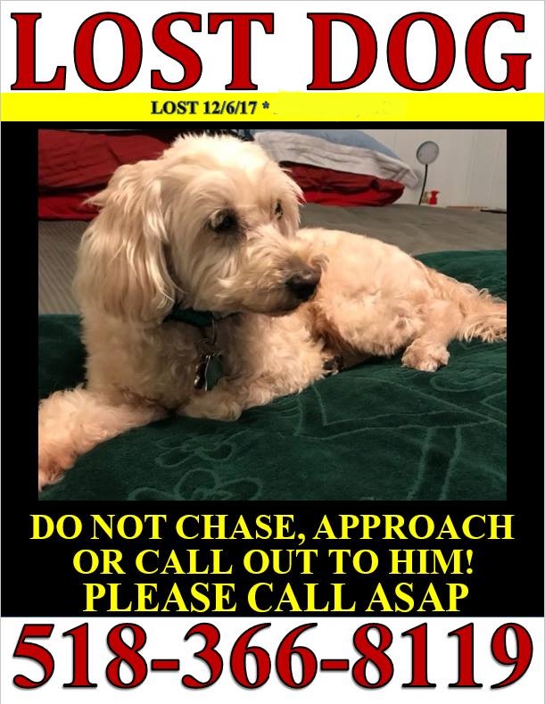 Image of Curious, Lost Dog