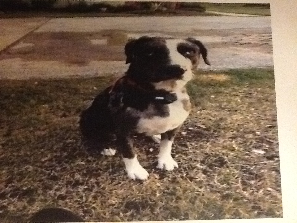 Image of Paisley, Lost Dog