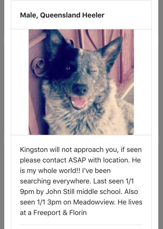 Image of Kingston, Lost Dog