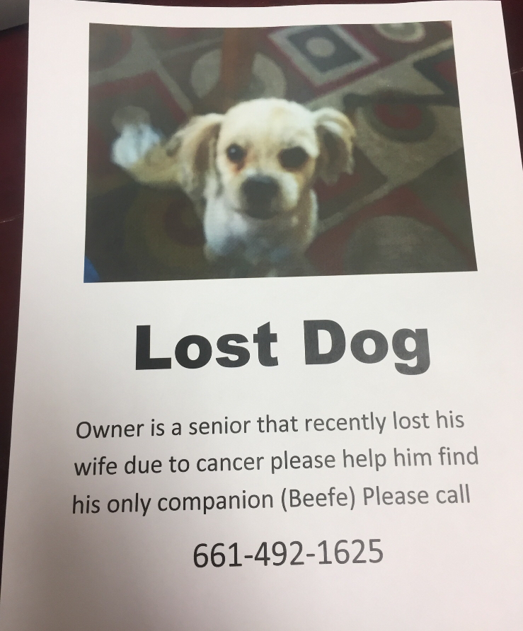 Image of Beefe, Lost Dog