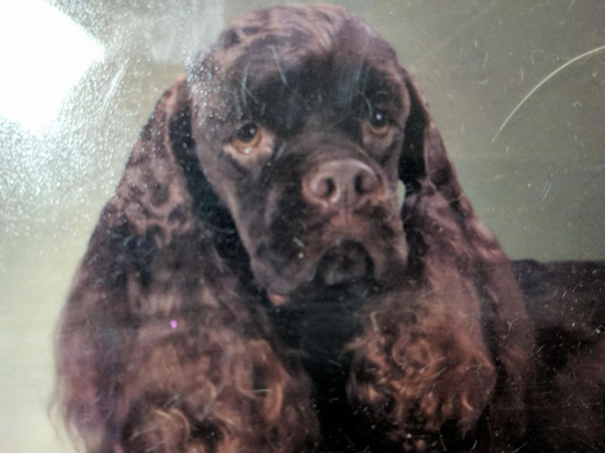 Image of Grover, Lost Dog