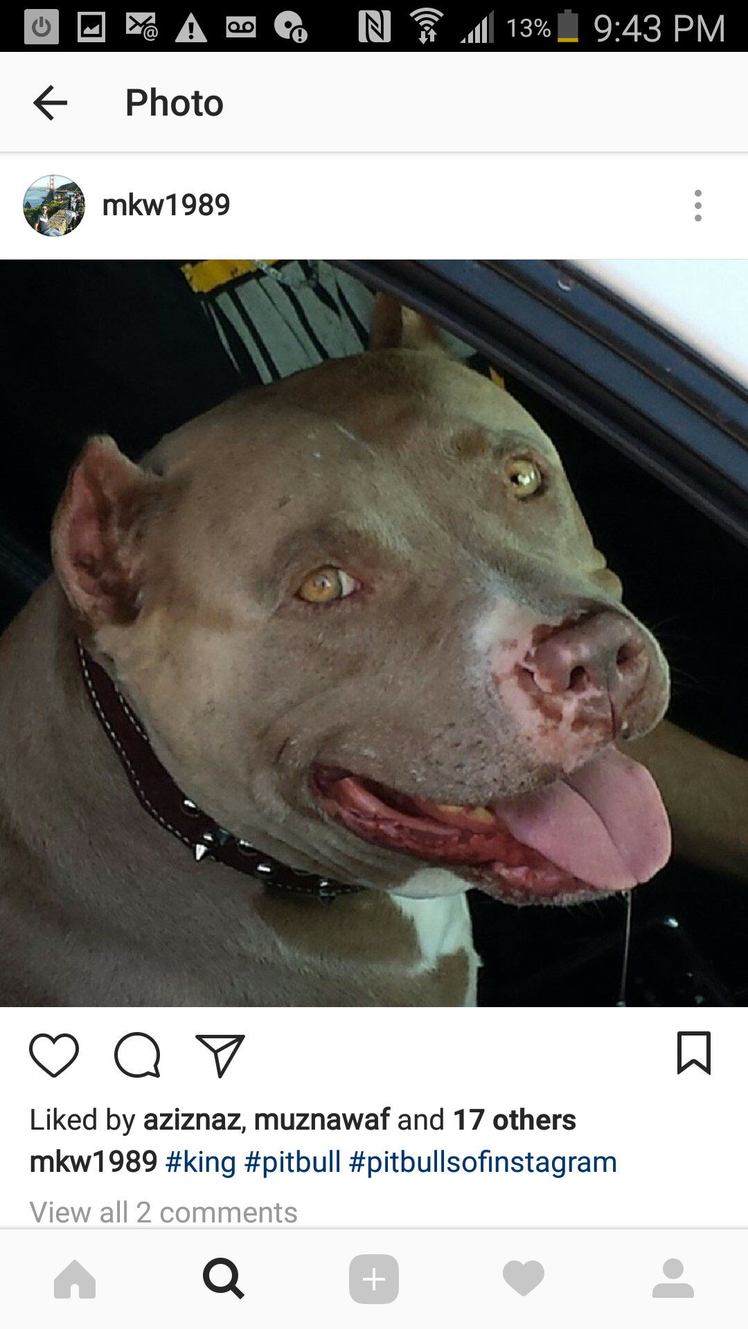Image of king, Lost Dog