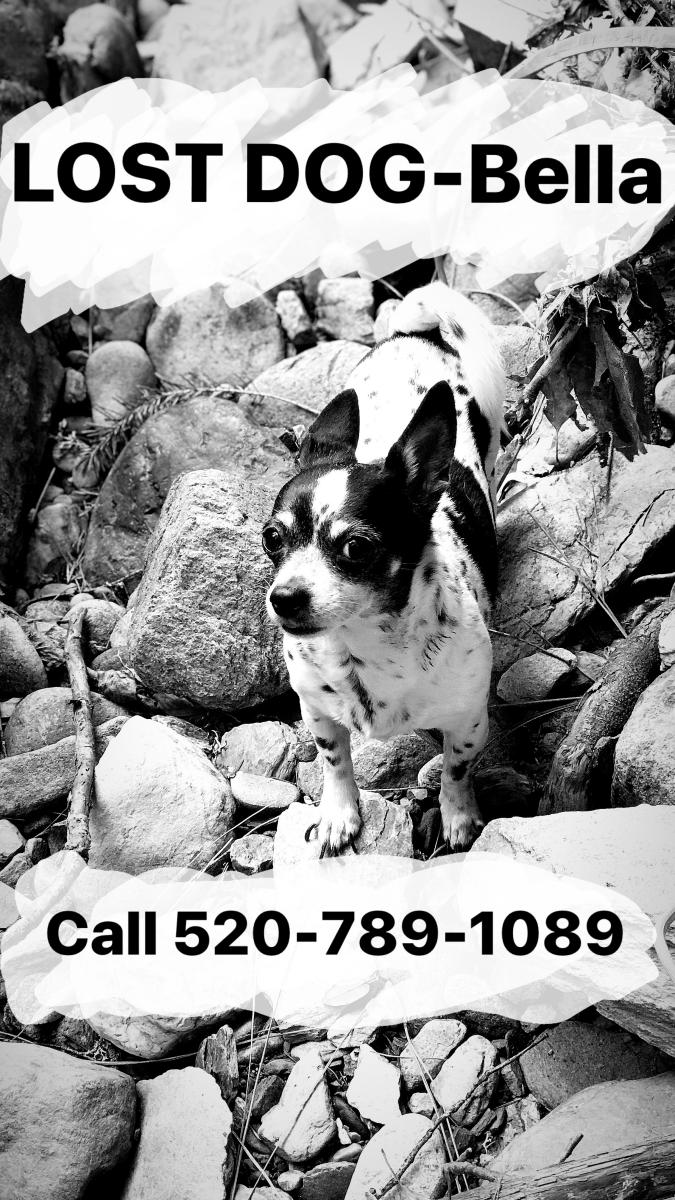 Image of Bell, Lost Dog