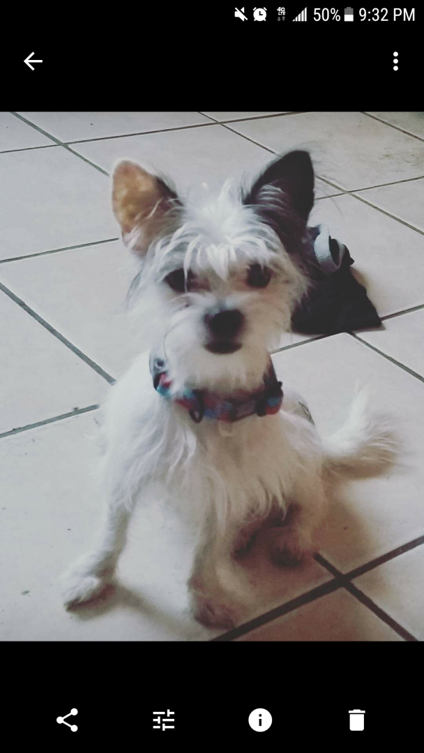 Image of Pirate, Lost Dog