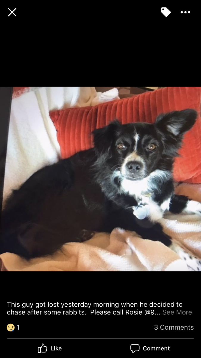 Image of Bugsy, Lost Dog