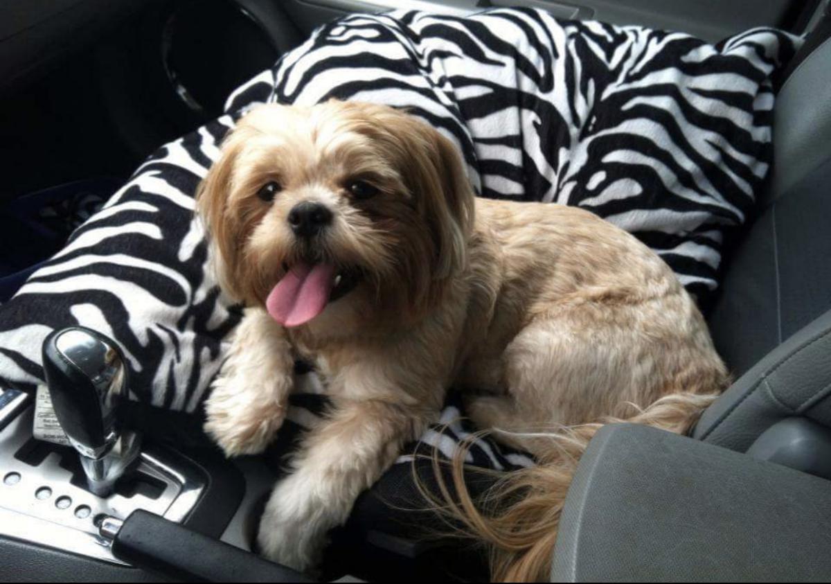 Image of Cici, Lost Dog