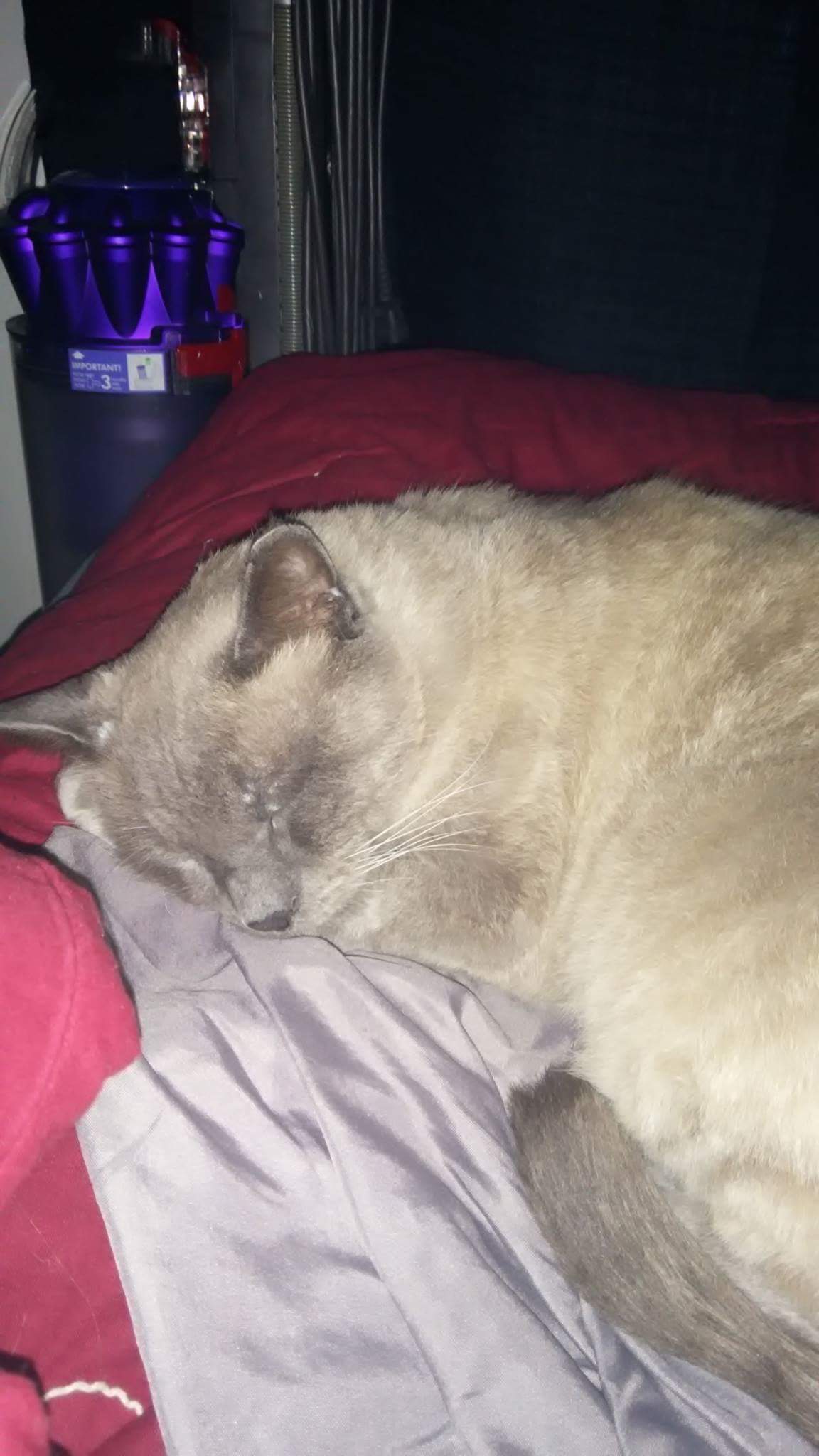 Image of Dexter, Lost Cat