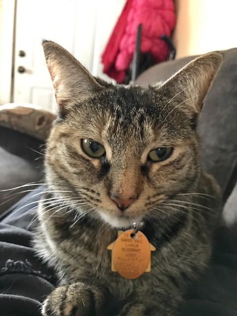 Image of Chase, Lost Cat