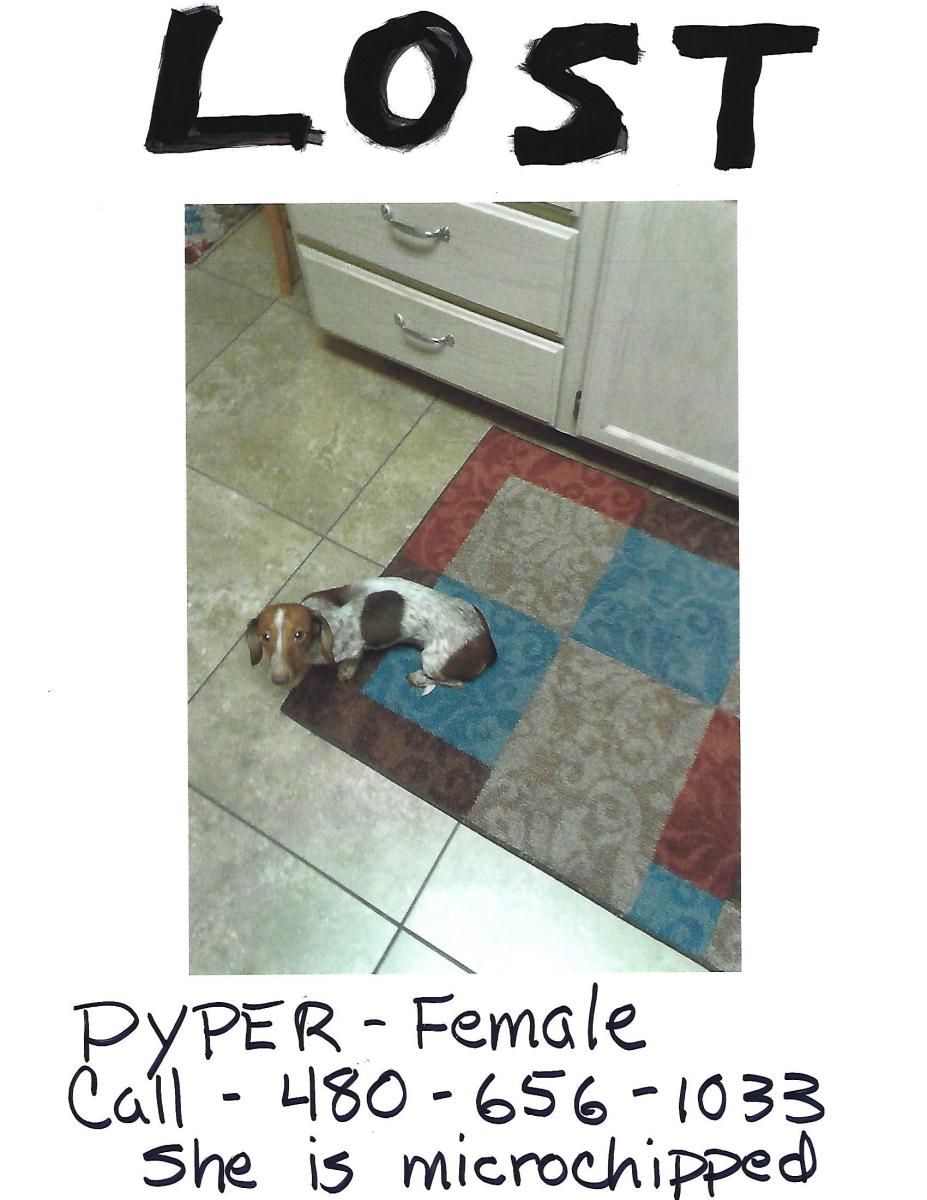 Image of Pyper, Lost Dog