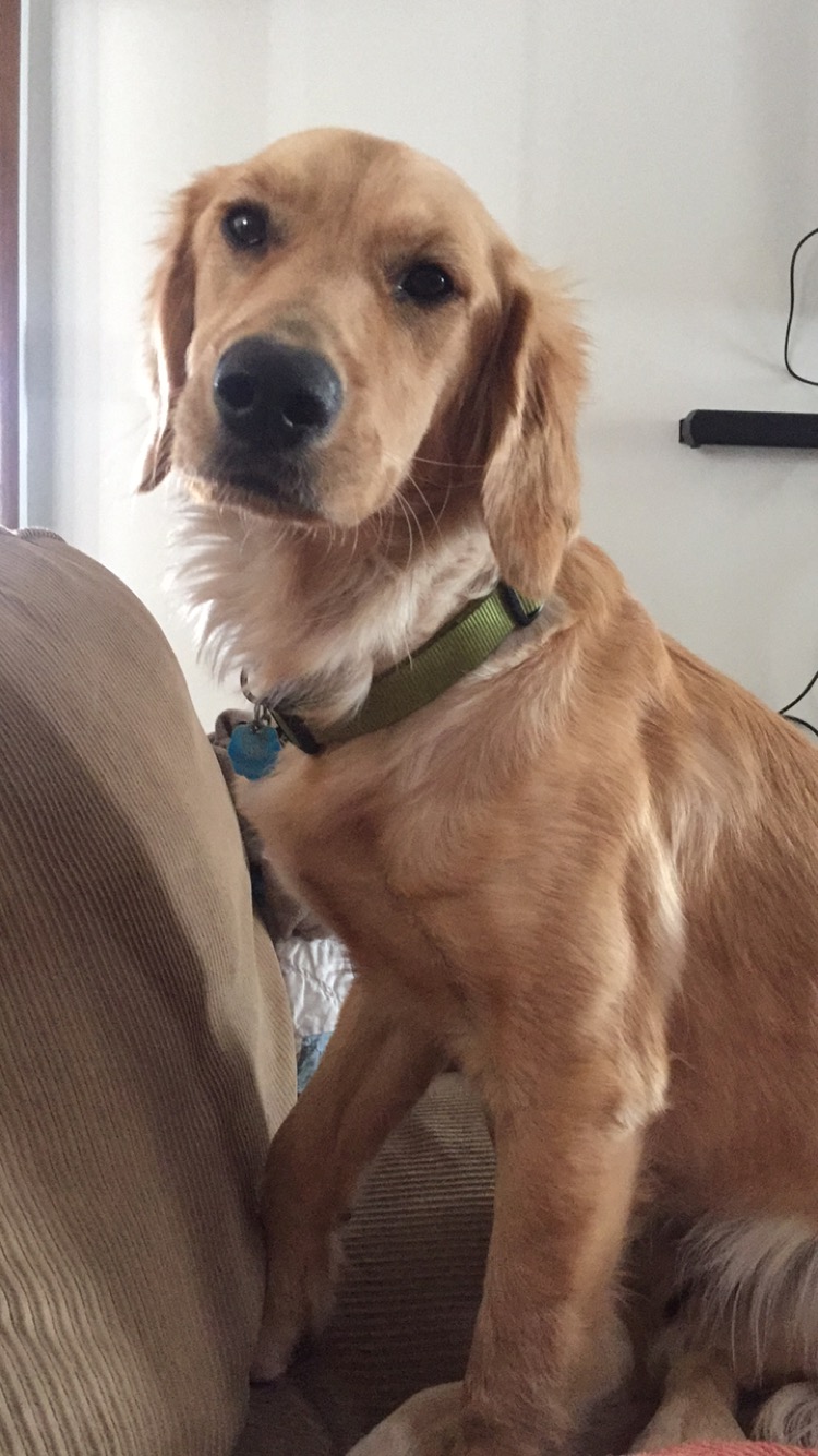 Image of Maple, Lost Dog