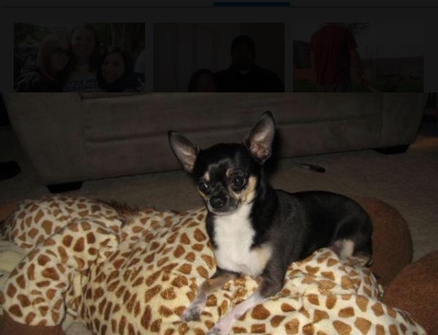 Image of pancho, Lost Dog