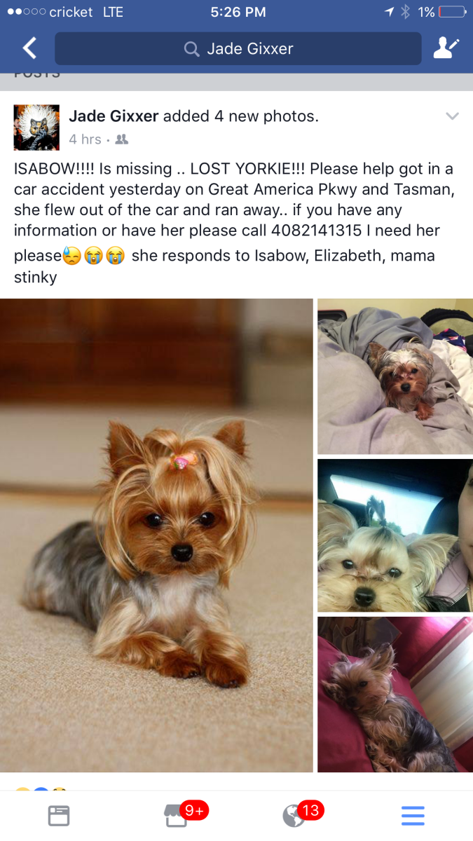 Image of Isabow, Lost Dog