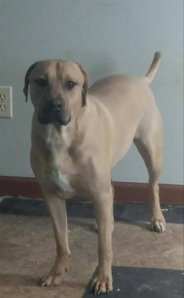 Image of Thor, Lost Dog