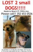 Image of Lacy, Lost Dog