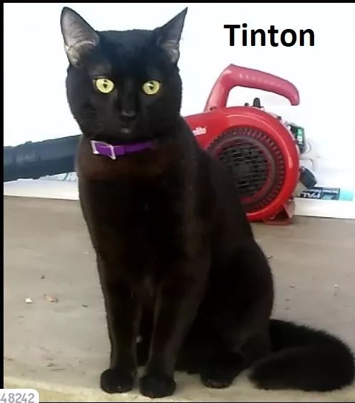 Image of Tinton, Lost Cat