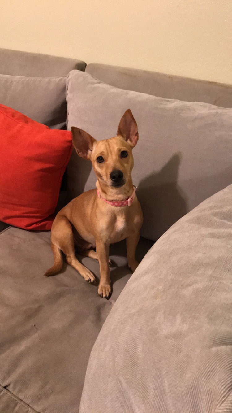 Image of Charolette Baby, Lost Dog