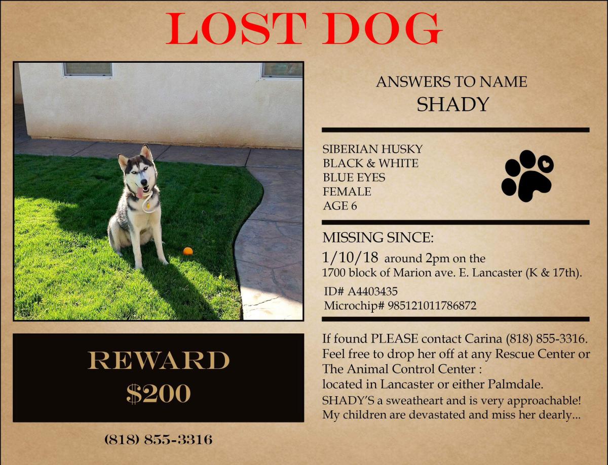 Image of Shady, Lost Dog