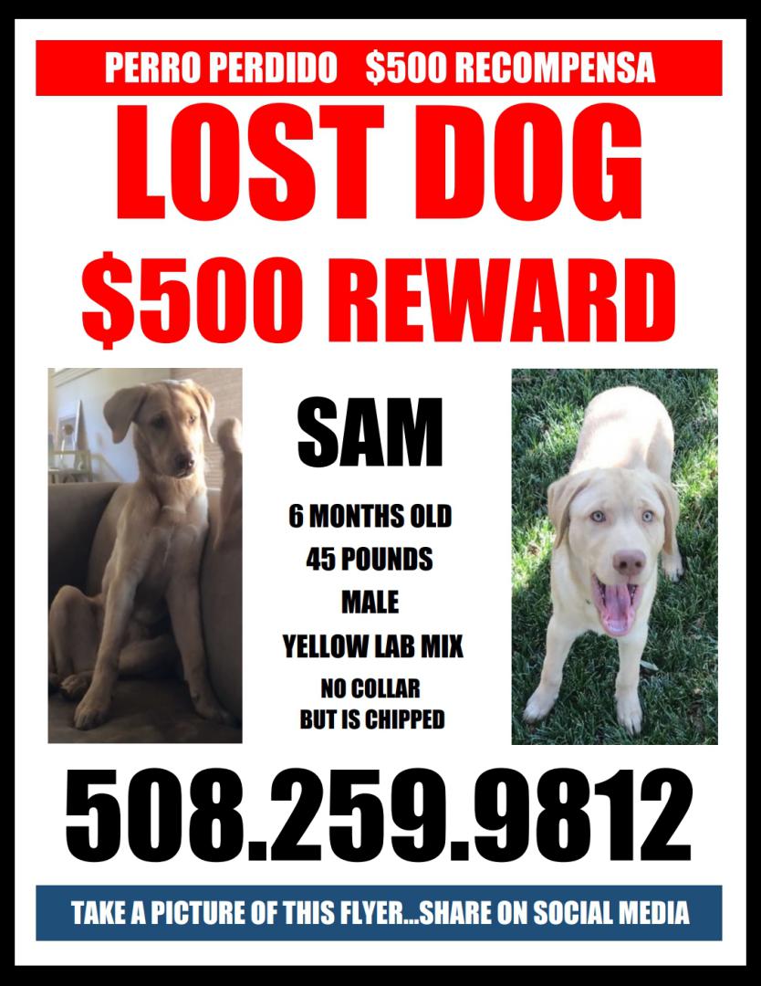 Image of Samson (Sam), Lost Dog