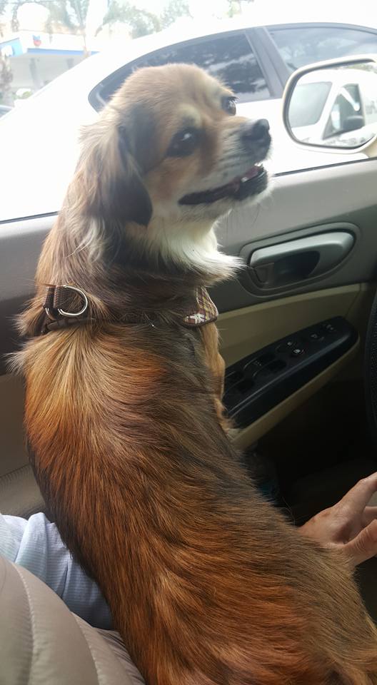 Image of Lyly, Lost Dog