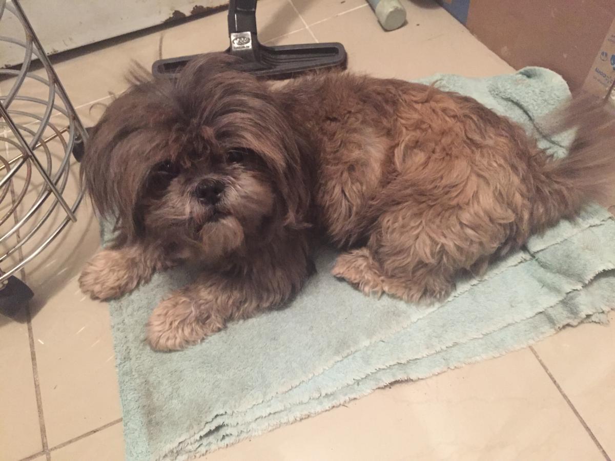 Image of Peludo, Lost Dog
