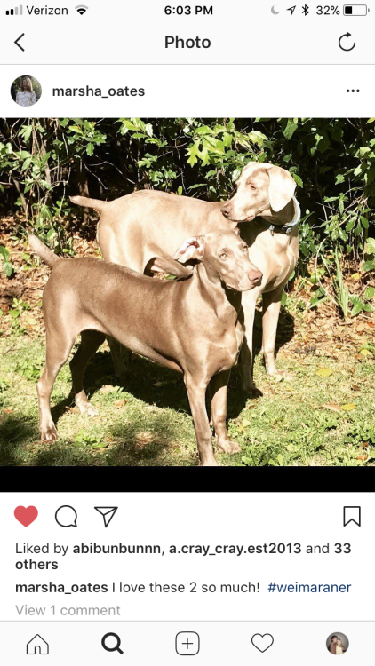 Image of bella and blue, Lost Dog